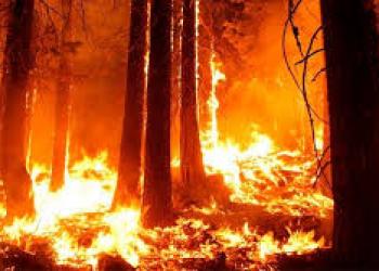 Miles de evacuados por voraces incendios forestales en Canadá