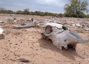 Sequía deja a la ganadería en los huesos; sector devora recursos hídricos