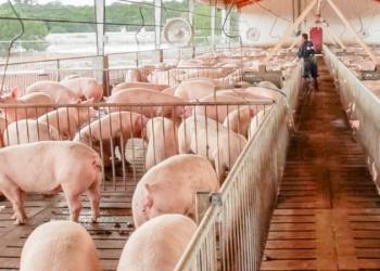 Ocupa Sonora segundo lugar nacional en producción de carne de cerdo 