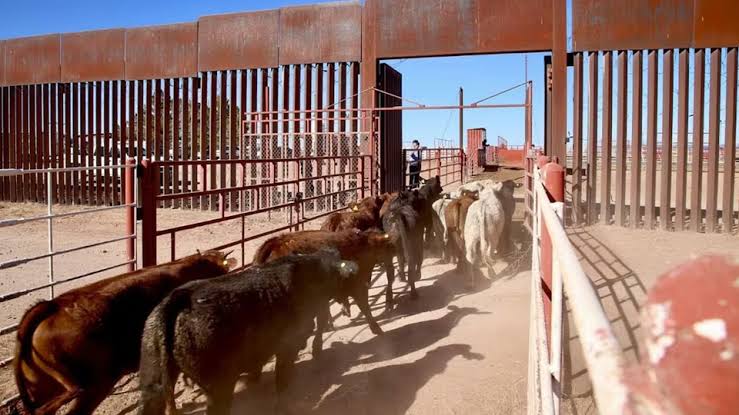 Nogales reabrirá la exportación de ganado hacia EU&nbsp;