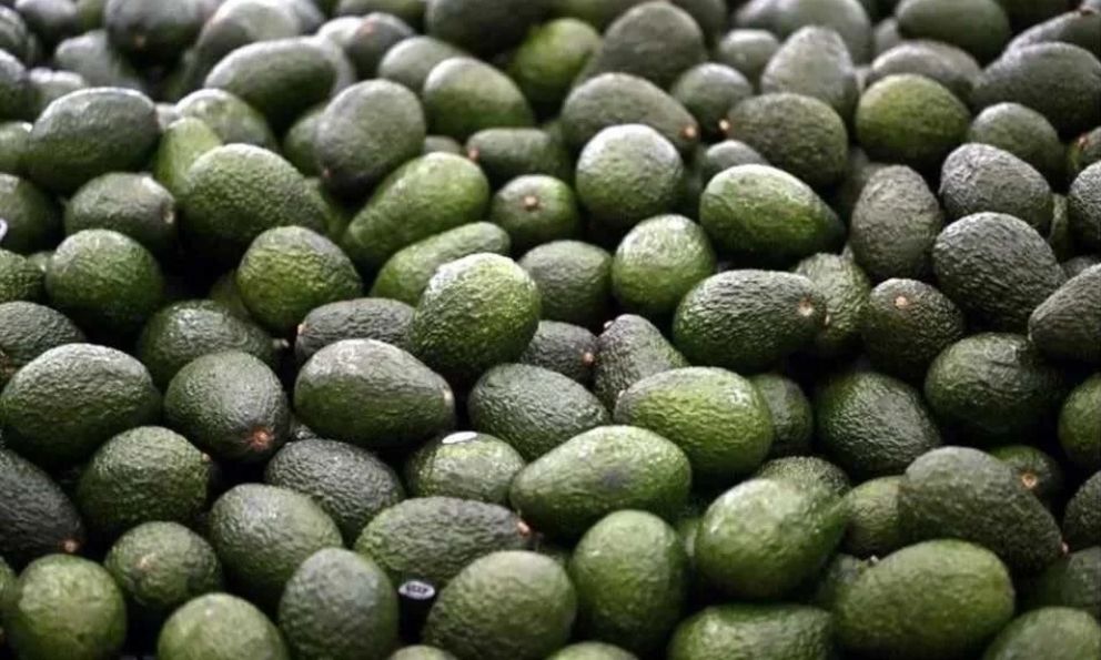 Prohíbe Gobierno intermediarios en aguacate de exportación