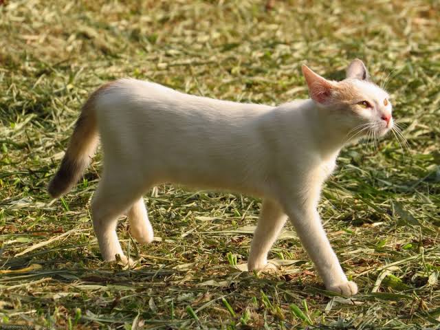 Investigan posible caso de gusano barrenador en un gato de Álamos, Sonora