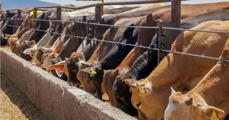 México interrumpe la exportación de ganado desde Sonora a EU por caso de fiebre aftosa